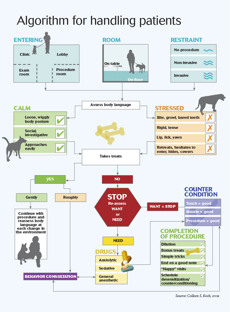 Algorithm for Handling Patients Flowchart Infographic