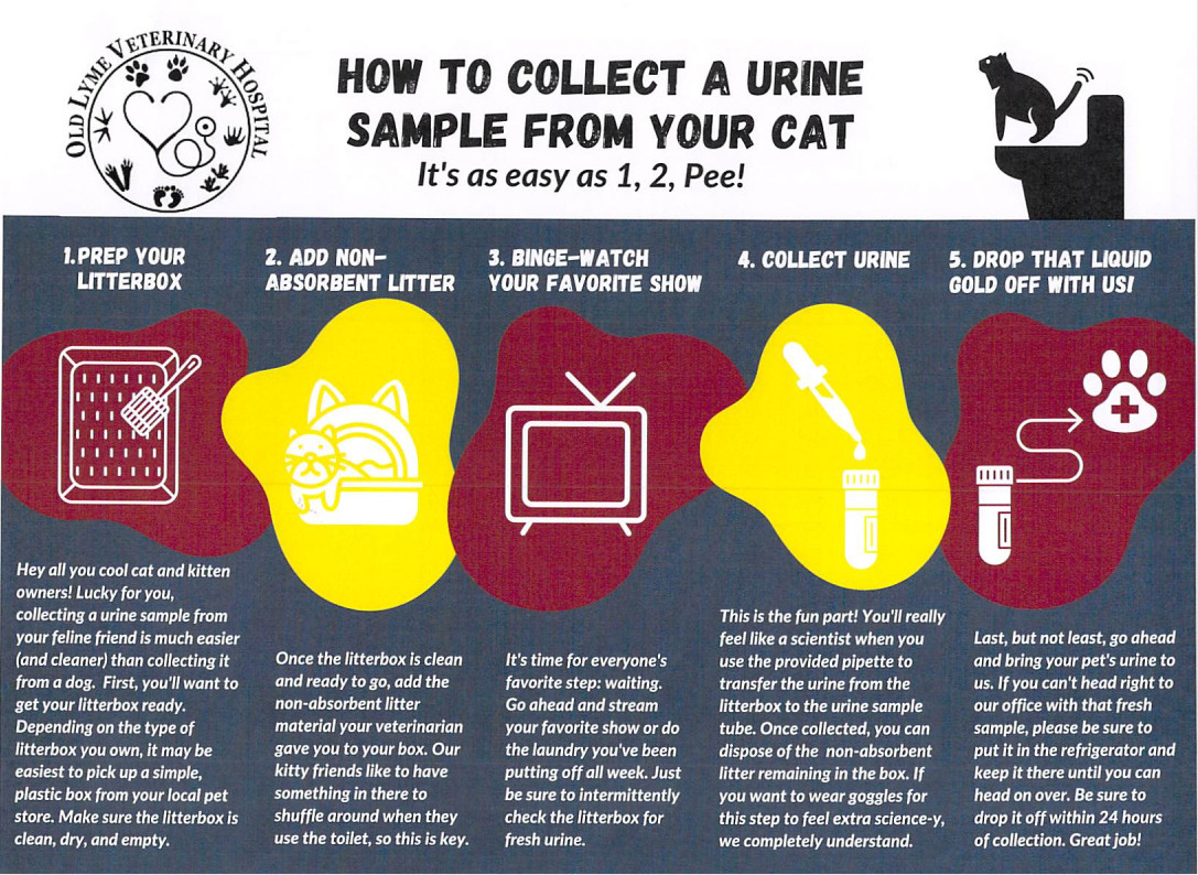 Cat Urine Sample Infographic