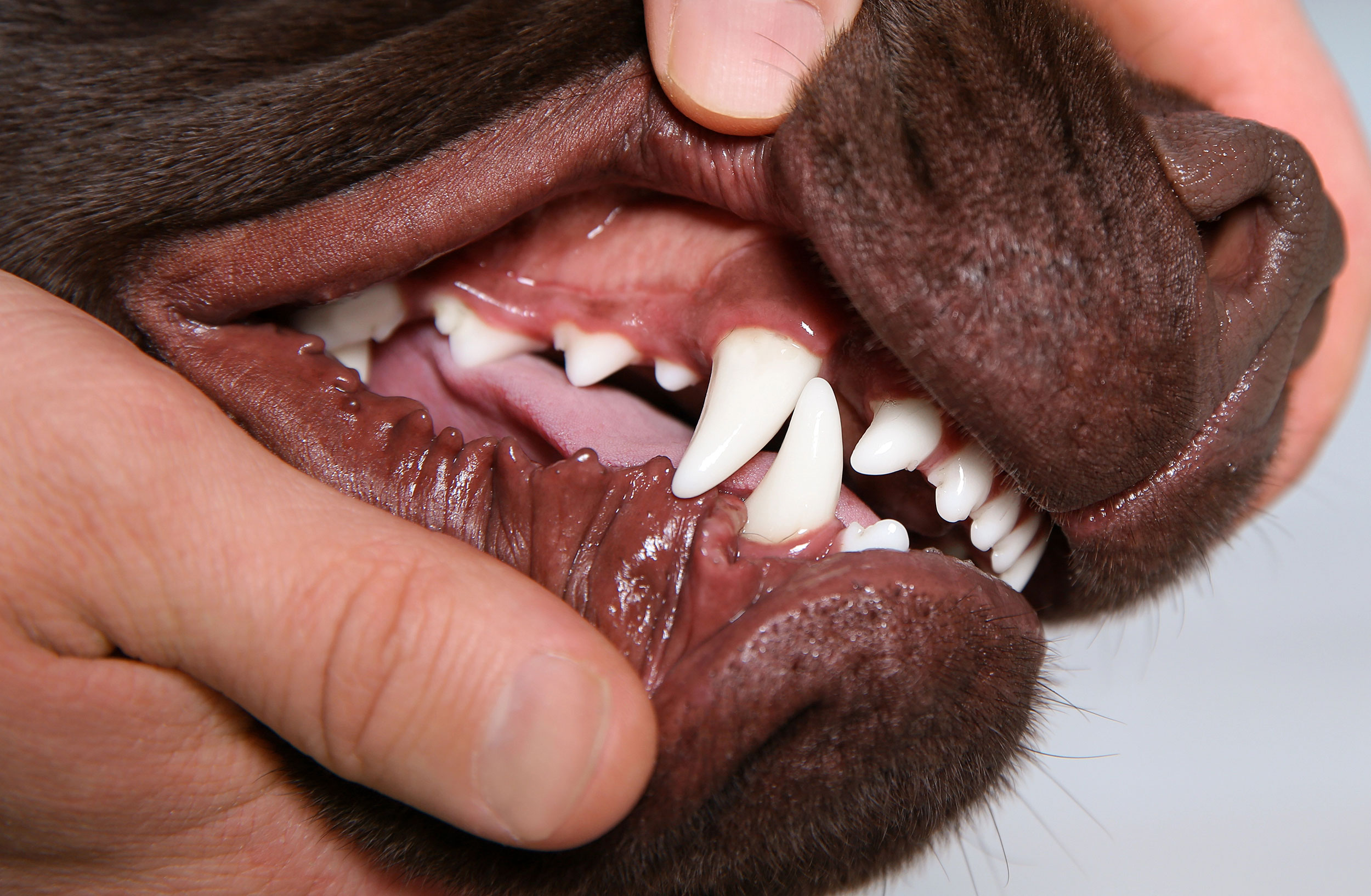 Healthy Teeth