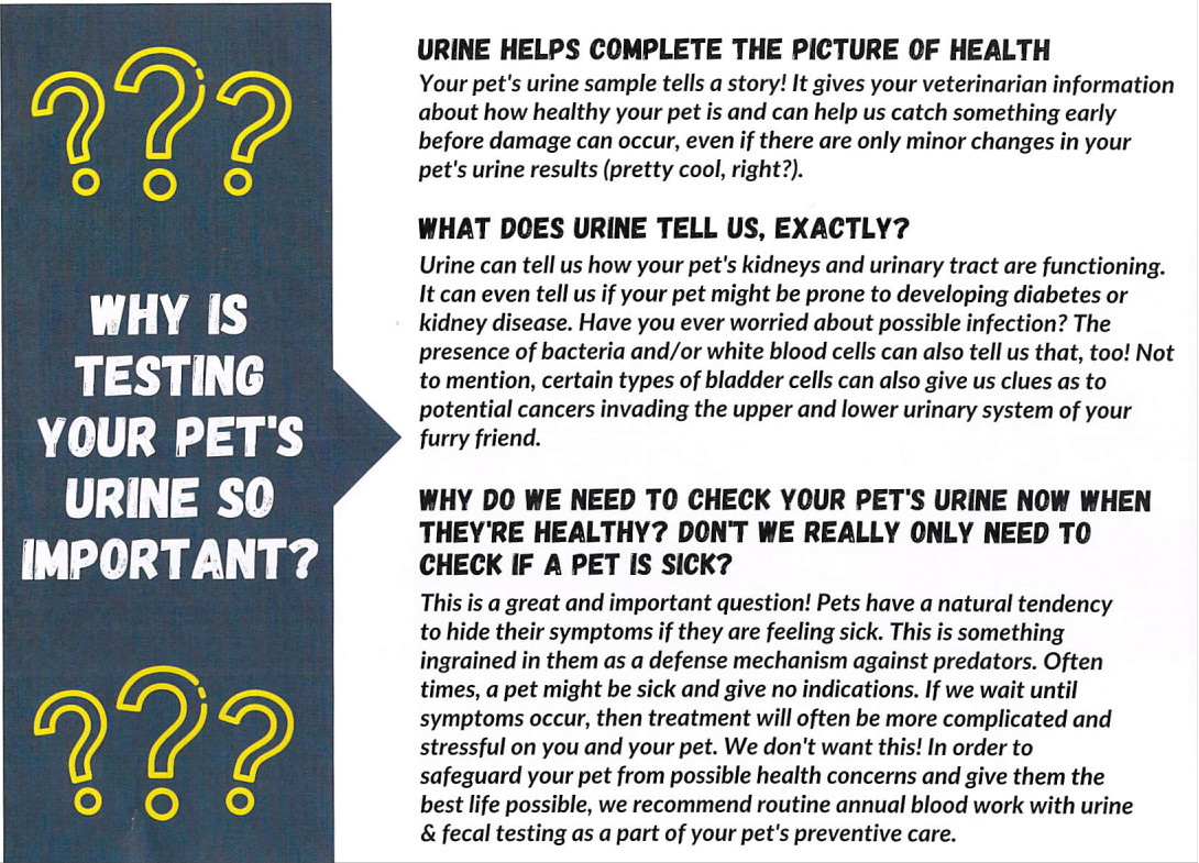 Cat Urine Sample Infographic