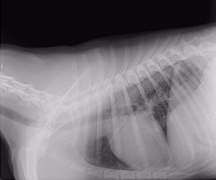 Pet X-Ray
