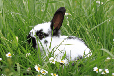 Rabbit in grassy area