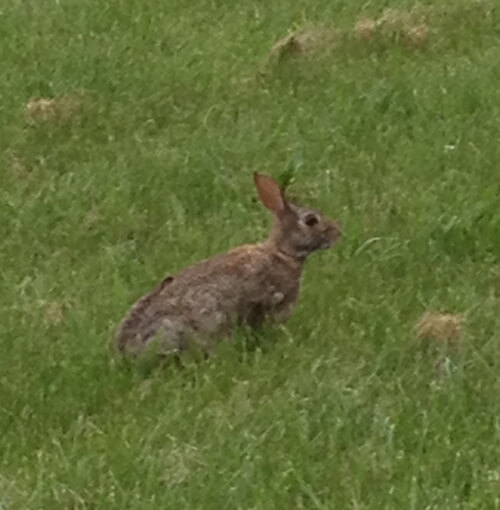 Rabbit in field