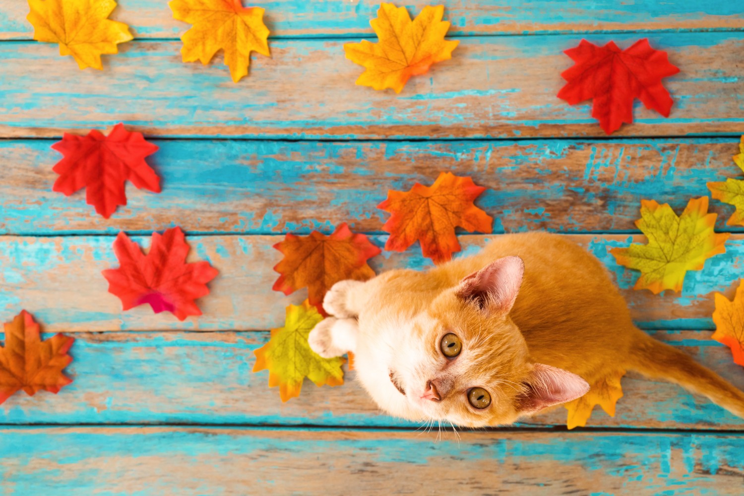 Orange cat looking up on blue background