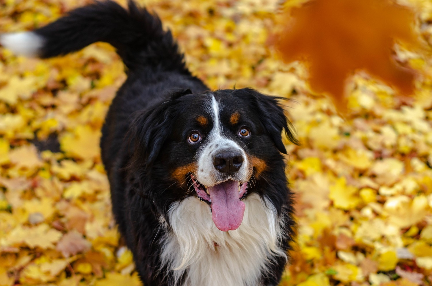 Dog and Falling leaves