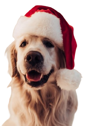 Dog with Santa hat